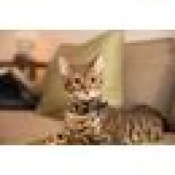 Spotted Hund/katt Id Tag