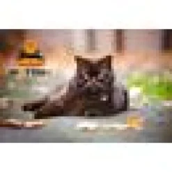 Spotted Hund/katt Id Tag