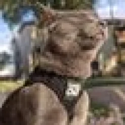 Travel Cat Komfortabel Kattsele Svart