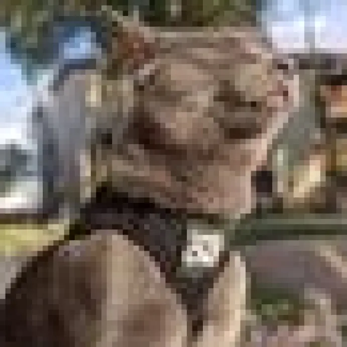 Travel Cat Komfortabel Kattsele Svart