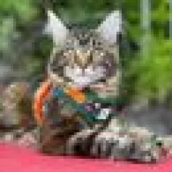 Travel Cat Komfortabel Kattsele Hawaiian