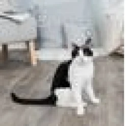 Trixie´s Såpbubblor med Kattmynta 120ml
