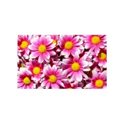 UNDERLÄGG PINK DAISY FLOWERS DRYMATE